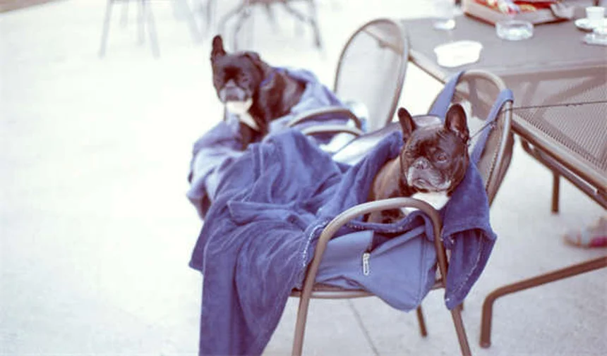 Cardiomyopathie dilatée chez les furets : symptômes et traitements