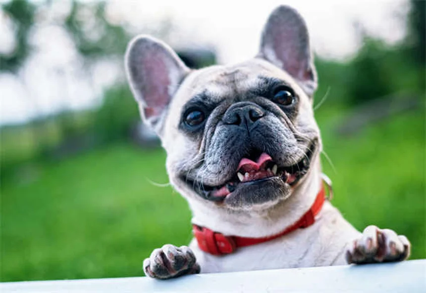 Comment enlever une tique sur son chien : 5 étapes faciles