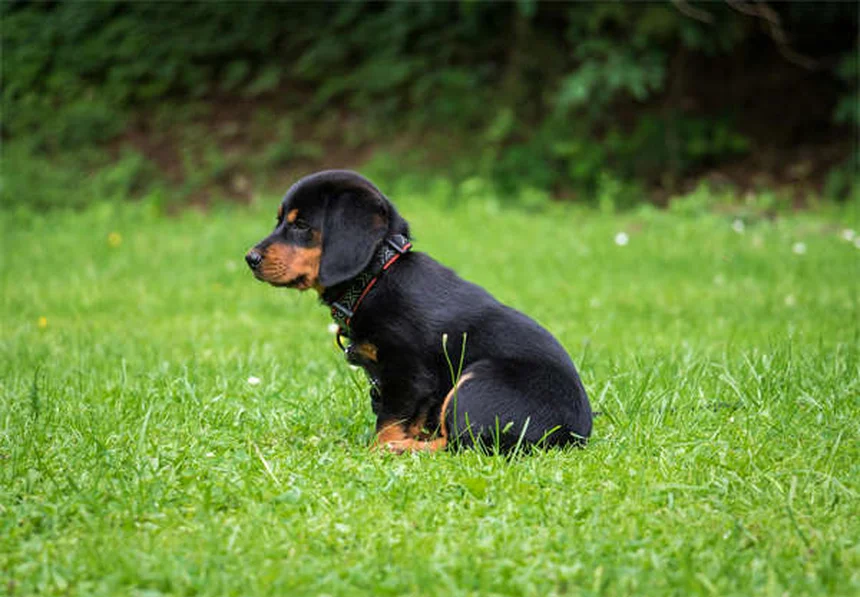 Pourquoi les chiens déchirent-ils le papier ? 5 raisons étonnantes