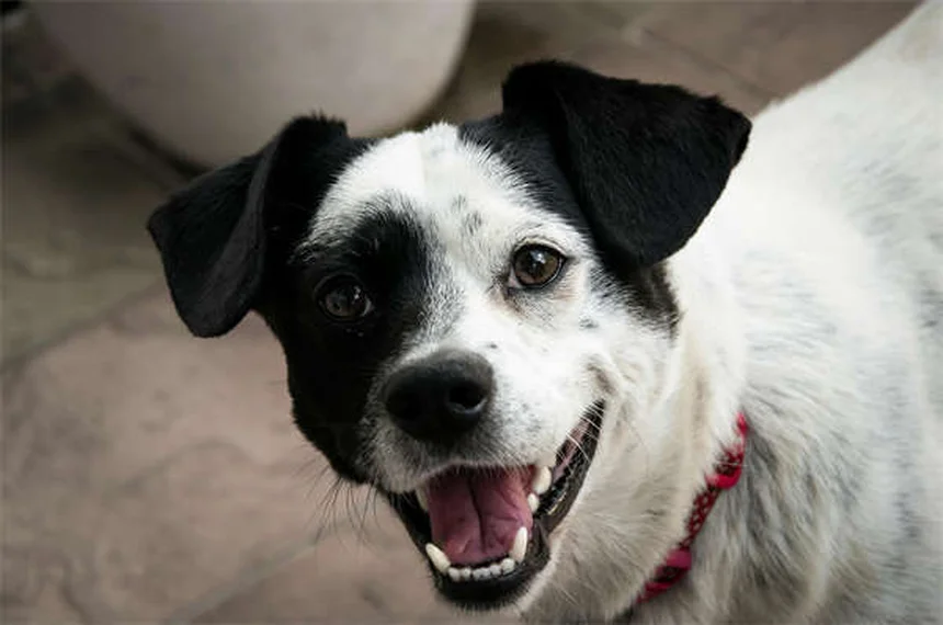 Hydrothérapie pour chiens : 5 bienfaits prouvés pour leur santé