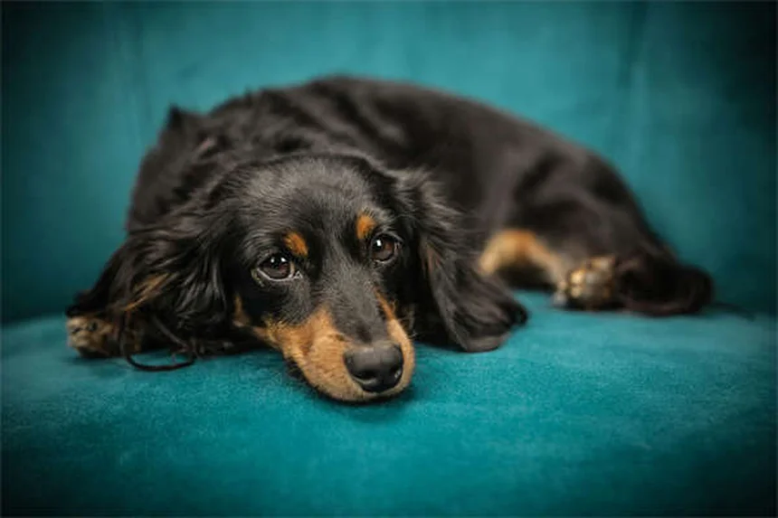 L'ascite chez le chien : symptômes, causes et traitements