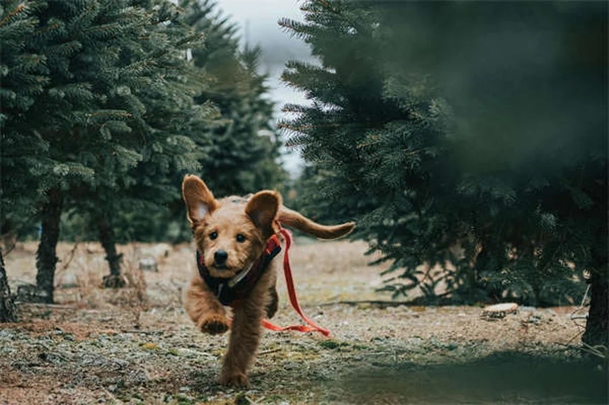 L'ascite chez le chien : symptômes, causes et traitements