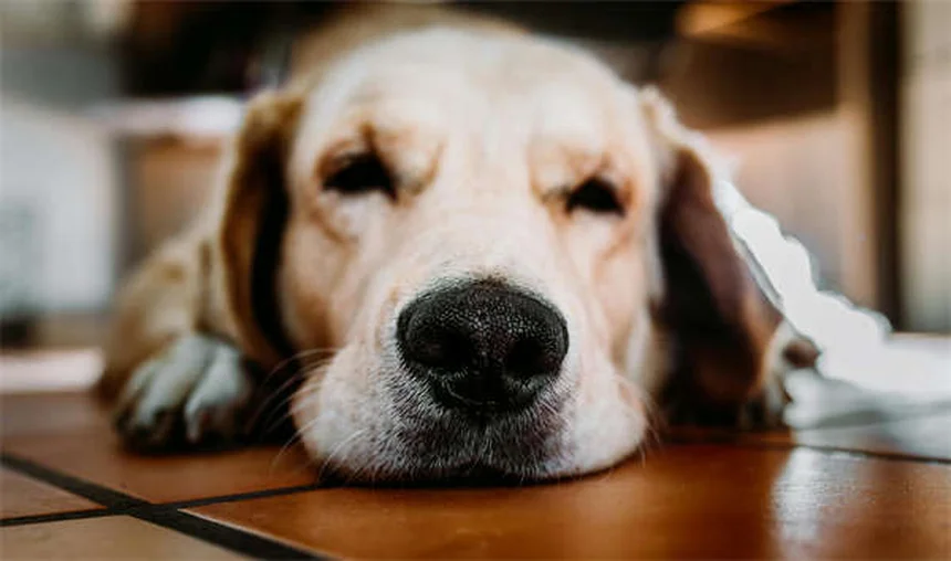 Nausée chez le chat : 5 signes à ne jamais ignorer