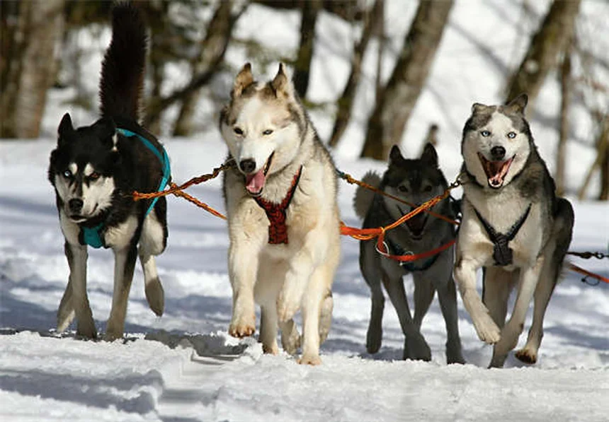 Comment calmer un chien stressé : 5 astuces de veto qui marchent
