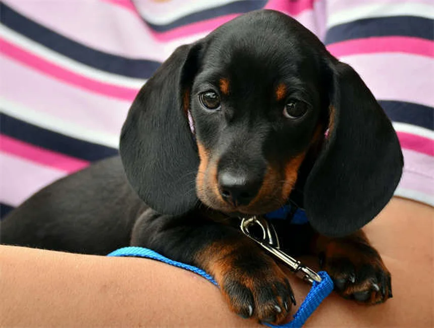 Comment calmer un chien stressé : 5 astuces de veto qui marchent