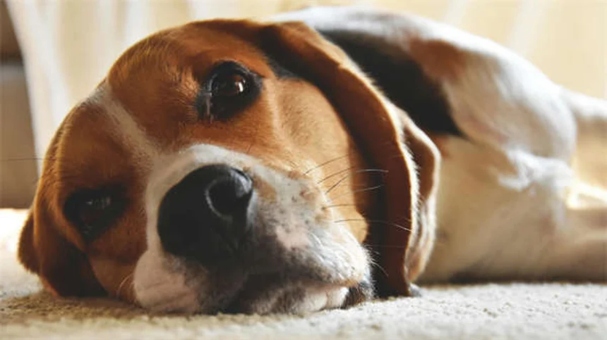 Comment calmer un chien stressé : 5 astuces de veto qui marchent