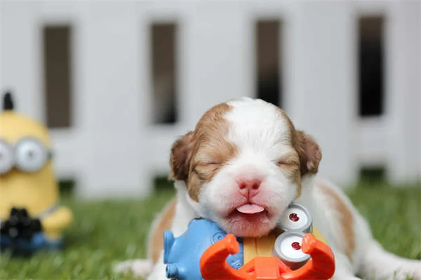 Comment calmer un chien stressé : 5 astuces de veto qui marchent