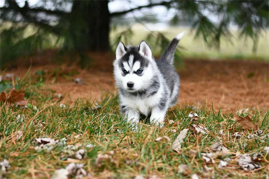 Comment calmer son animal chez le vétérinaire : 5 astuces efficaces