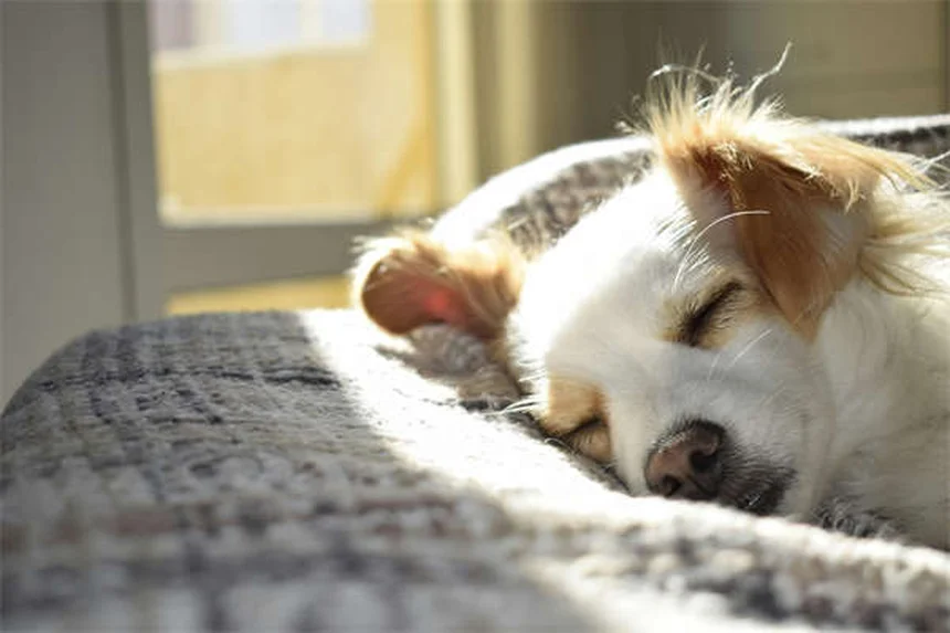 Comment calmer son animal chez le vétérinaire : 5 astuces efficaces