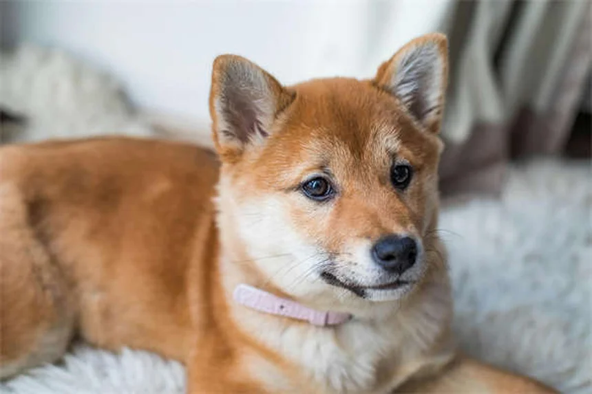 TOC chez le chien : 5 signes qui doivent alerter et solutions efficaces