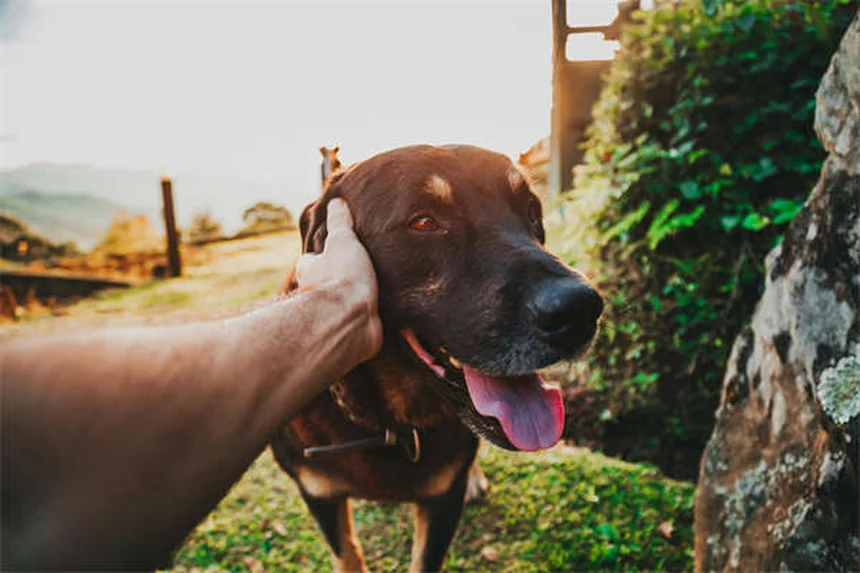 Comment apprendre à son chien à venir au rappel ? 5 étapes faciles