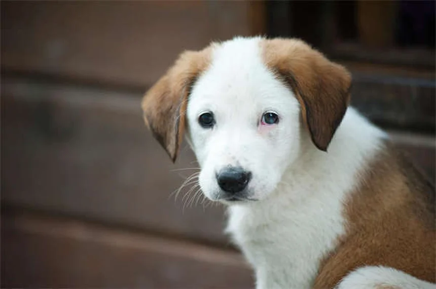 Comment apprendre à son chien à venir au rappel ? 5 étapes faciles