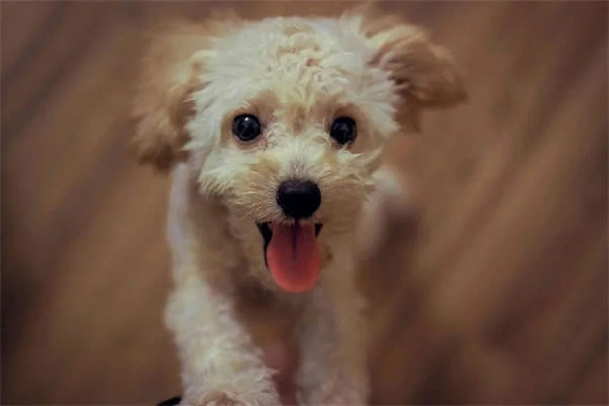 Pourquoi les chiens hurlent aux sirènes ? 5 explications fascinantes